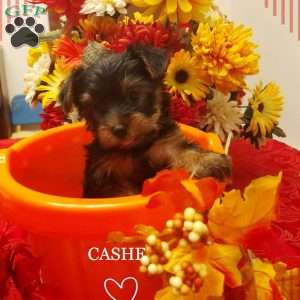 Cashe, Yorkie Puppy